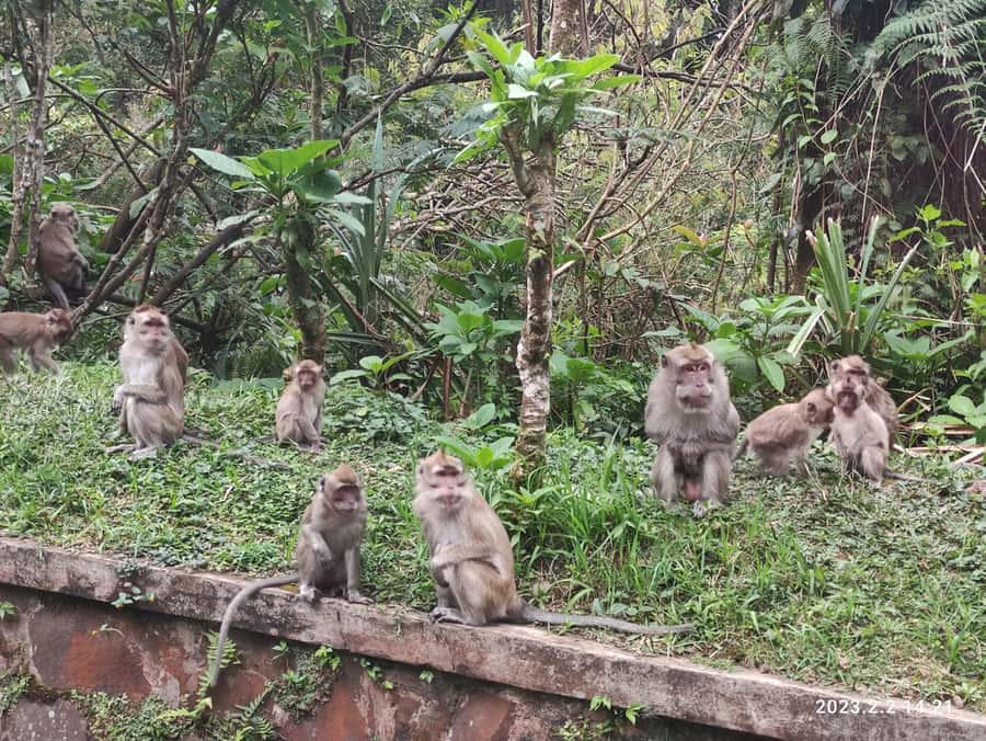 Jakarta :Volcano, HotSpring, Tea Factory, RiceField, &Coffee - Lunch in Lembang, with local choices