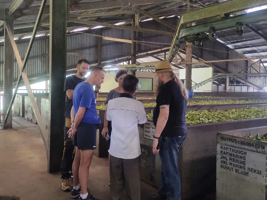 Jakarta :Volcano, HotSpring, Tea Factory, RiceField, &Coffee - What happens at Kopi Luwak Cikole