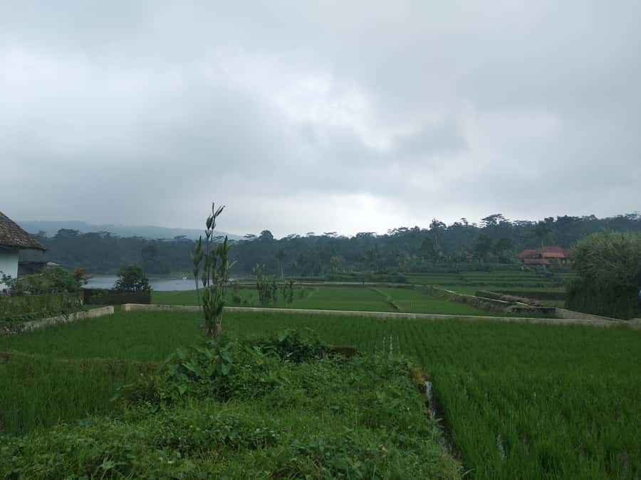 Jakarta :Volcano, HotSpring, Tea Factory, RiceField, &Coffee - Pineapples and rice fields in Subang Regency