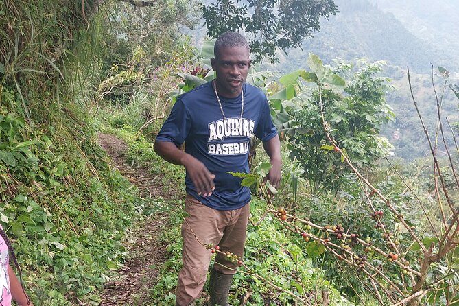 Jamaica Blue Mountain Coffee Tour and sightseeing experience - From Kingston to the Blue Mountains