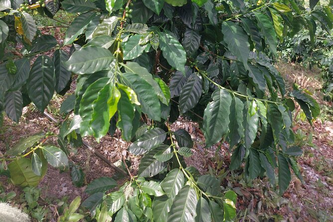 Jamaica Blue Mountain Coffee Tour and sightseeing experience - Irish Town: a quiet first look at mountain Jamaica