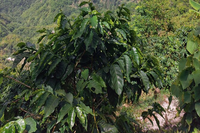 Jamaica Blue Mountain Coffee Tour and sightseeing experience - What the plantation visit may involve