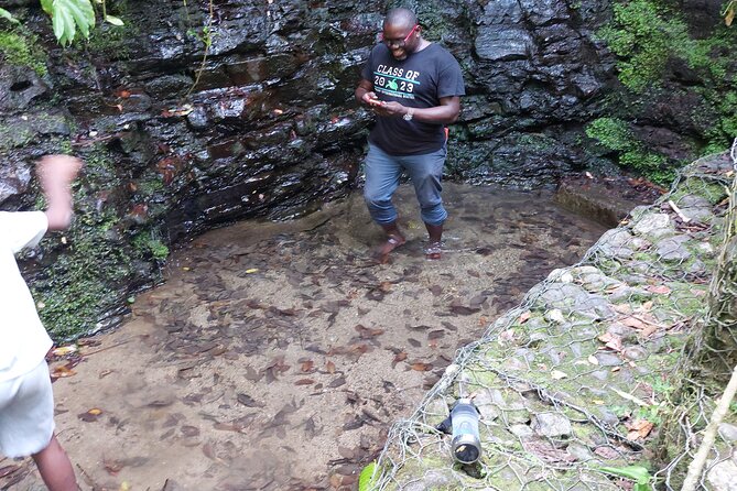 Jamaica Blue Mountain Coffee Tour and sightseeing experience - Why Blue Mountain Coffee is the focus
