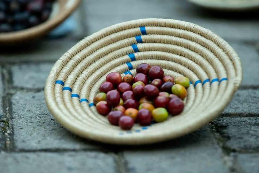 Kigali: Traditional Coffee Experience ( Bean to Brew) - Should you book it?
