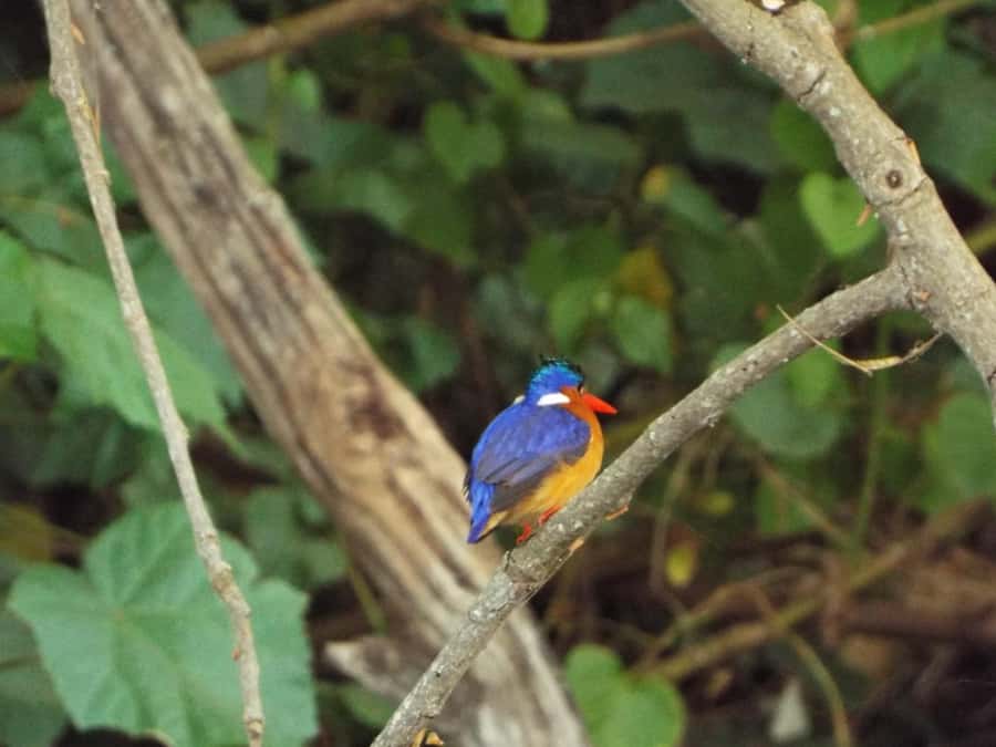 Kilimanjaro: Village Walk, Coffee Tour, Waterfall, and Lunch - Key points to know before you go