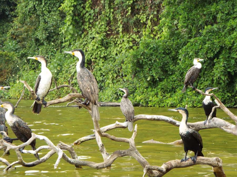 Kilimanjaro: Village Walk, Coffee Tour, Waterfall, and Lunch - A Chagga lunch with local ingredients
