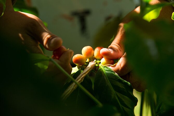 Kona Coffee Tasting: A Farm to Cup Experience - Why this Kona coffee tasting is on Oahu