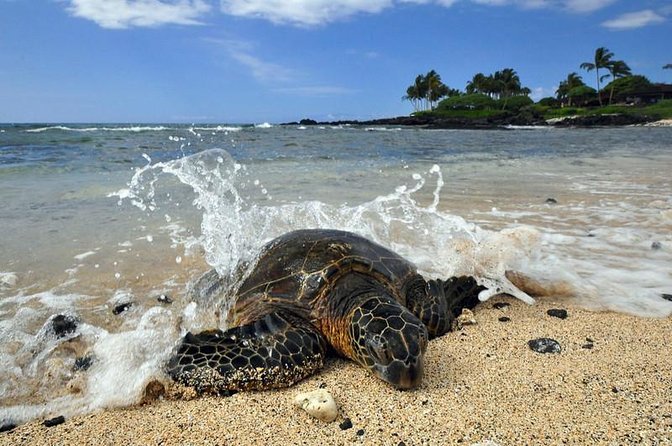 Kona Shore Excursion: Sea Turtles, Historic Kona & Coffee - Key points at a glance