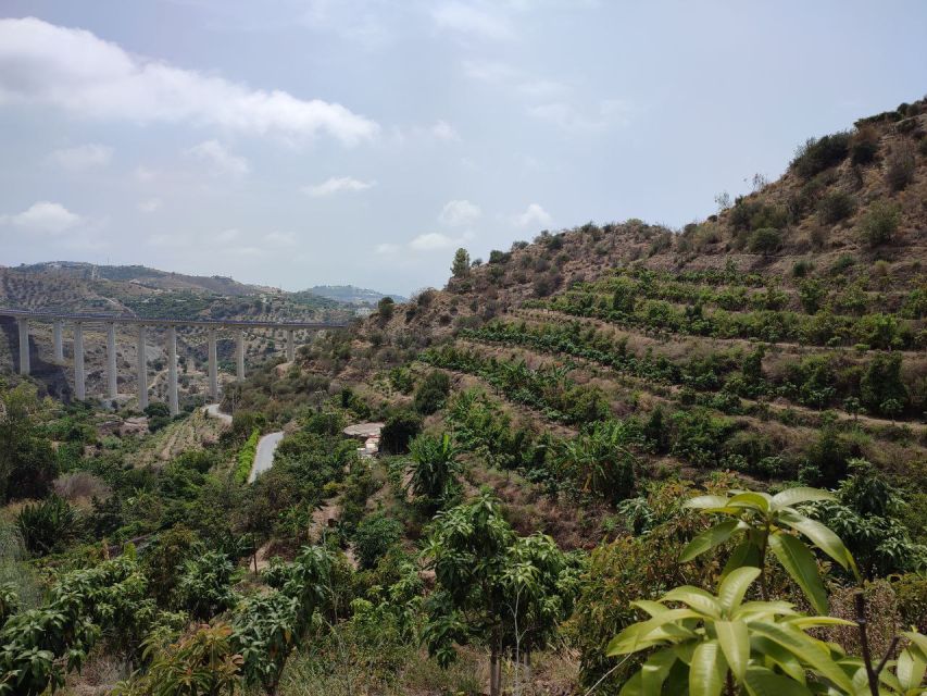 La Herradura Coffee Farm: tour in Europe's only plantation - Key points to know before you go