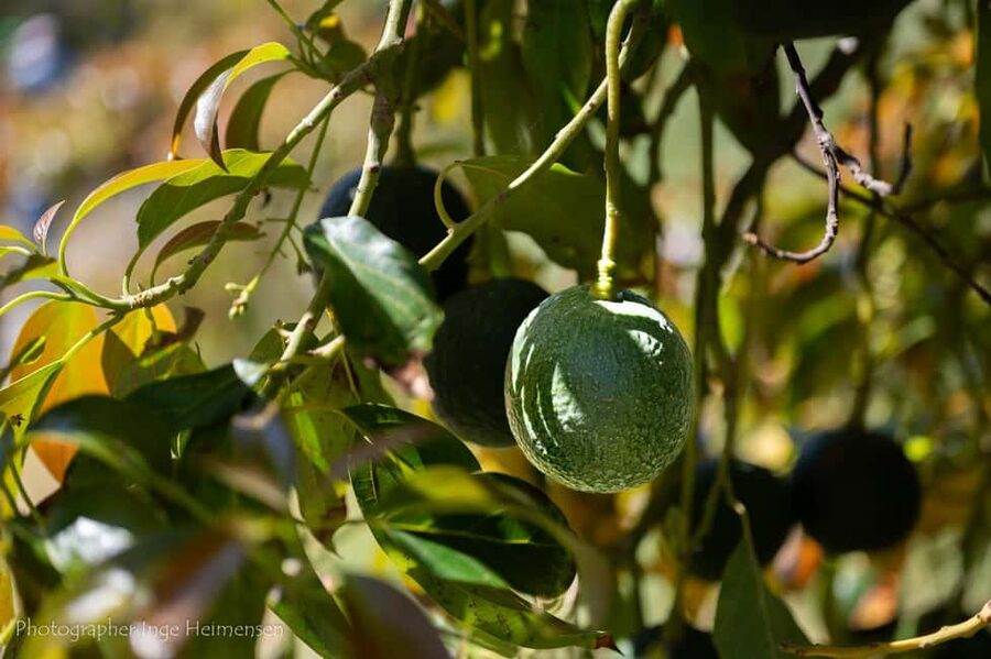 La Herradura Coffee Farm: tour in Europe's only plantation - Organic farming, water, and soil