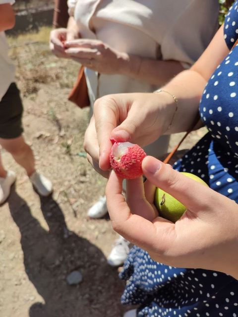 La Herradura Coffee Farm: tour in Europe's only plantation - Getting there from La Herradura or Nerja
