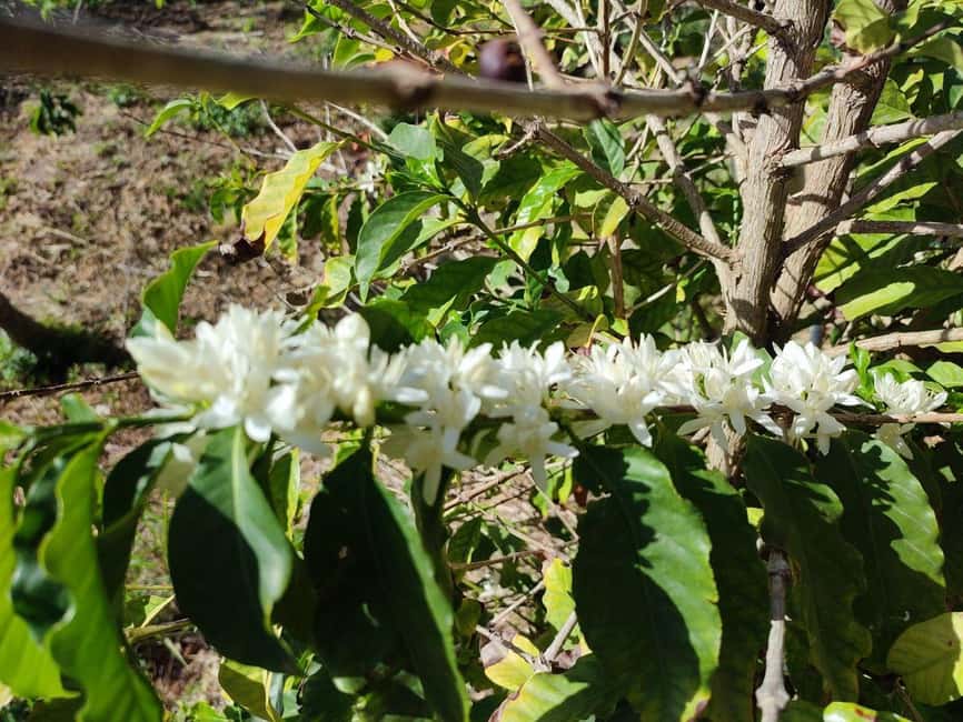 La Herradura Coffee Farm: tour in Europe's only plantation - Is the $17 price good value?