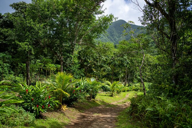 Liamuiga Natural Farm Tour - St.Kitts' Coffee Farm - Five things to know before you go