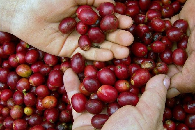 Local Coffee Tasting and Cultural Experience - Two and a half hours in Pluma Hidalgo
