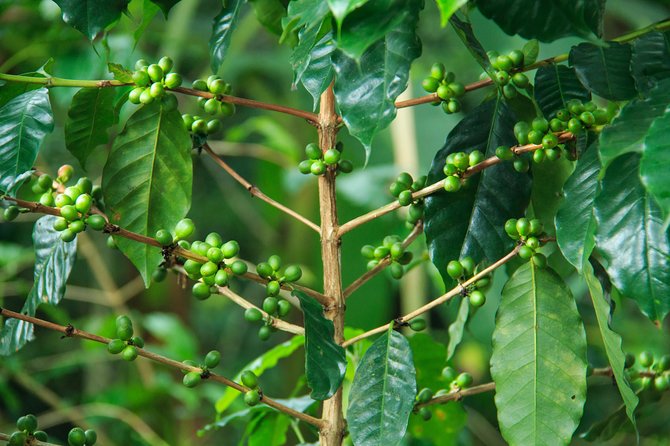 Local Coffee Tasting and Cultural Experience - Riding into the coffee country