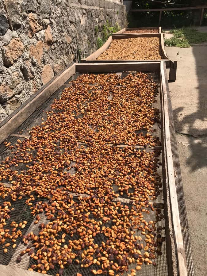 Lombok: Coffee Plantation Tour With Tasting - Why this Lombok coffee tour is worth your morning