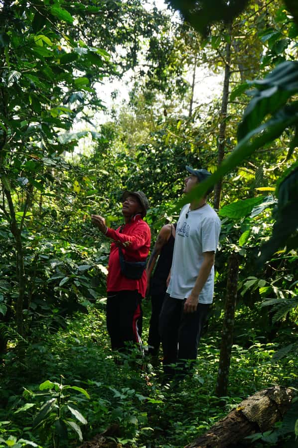 Lombok: Coffee Plantation Tour With Tasting - What the $70 price really covers