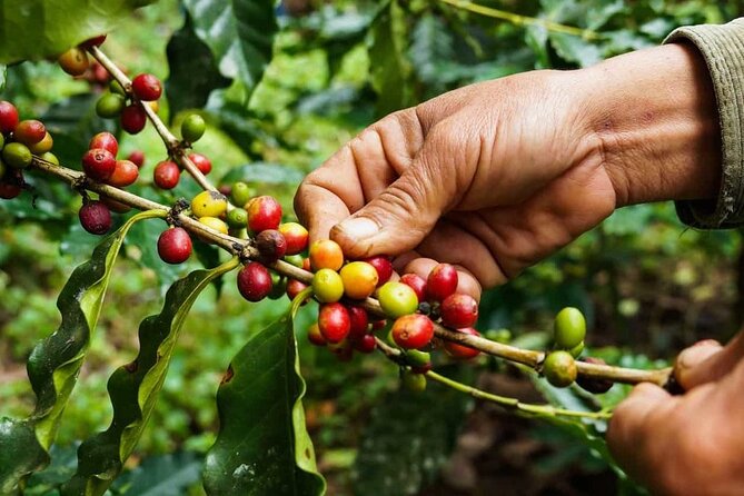 Maasai village visit, Materuni waterfalls & coffee experience - Transport, private groups, and a long day
