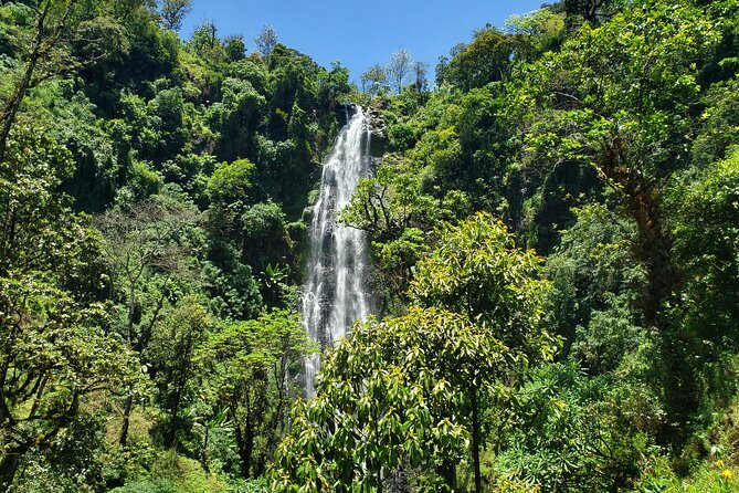 Materuni Waterfall, Coffee Tour and Picnic Hot Lunch - A coffee lesson with Chagga songs
