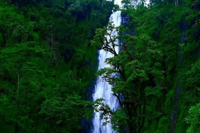 Materuni waterfall - coffee tour OR Chemka hot spring Tour - Turning coffee work into a hands-on visit