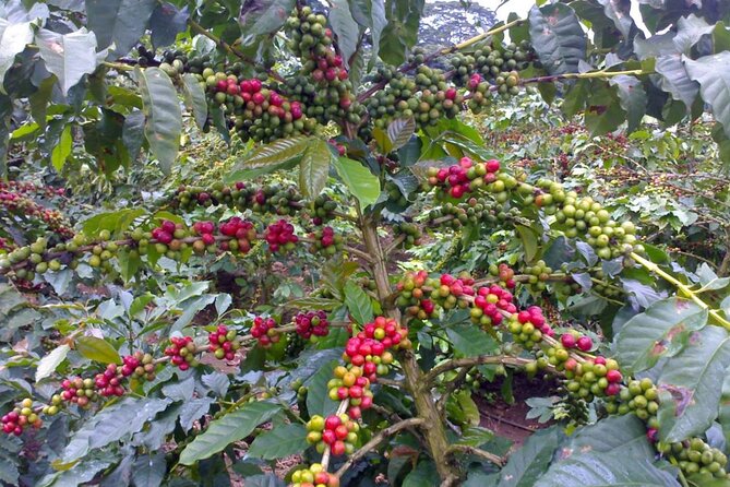 Materuni Waterfall Hike & Coffee Tour - The guides can shape the whole day