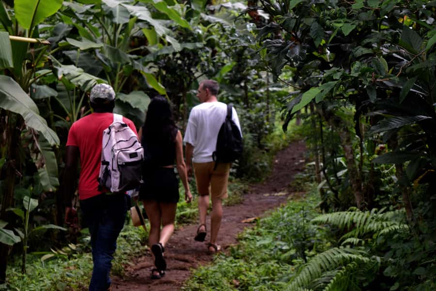 Materuni Waterfalls, Chemka Hot Springs, &/Or Coffee Tour - Materuni Village and the coffee you make yourself