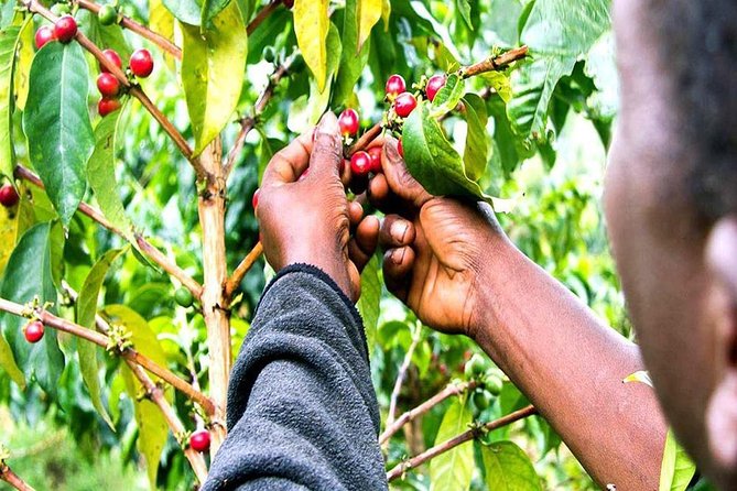 Materuni Waterfalls, Coffee and Village Full Day Tour - The guide can shape the whole day