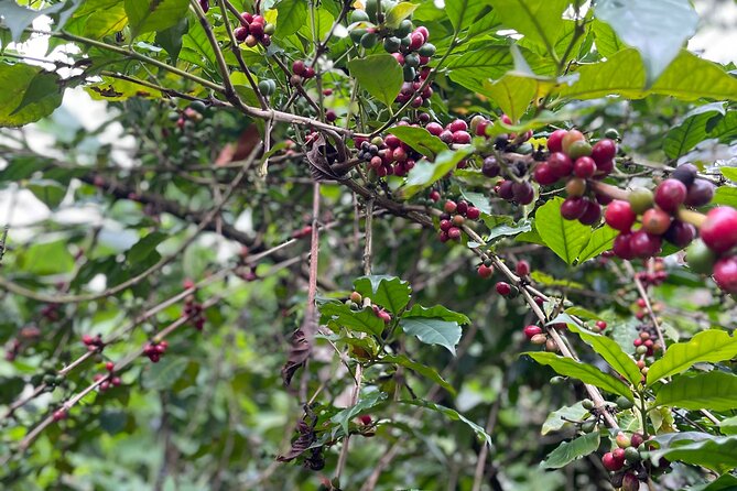 Materuni Waterfalls & Coffee Tour - Is $110 a fair price?