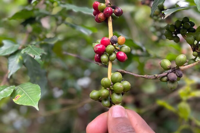 Materuni Waterfalls & Coffee Tour - Who will enjoy this outing most?