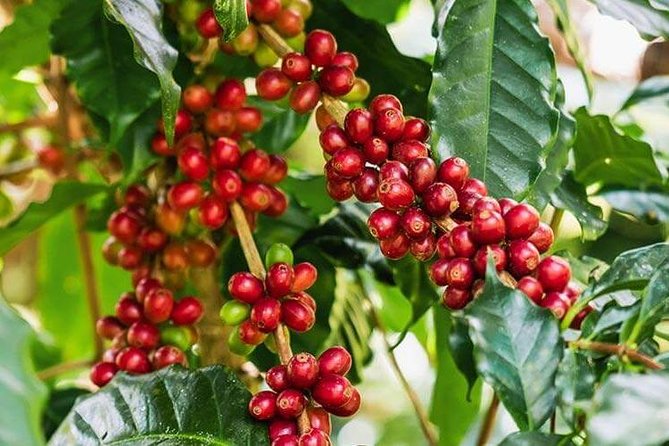 Materuni Waterfalls & Coffee Tour from Moshi - A 30-minute walk through hills and valleys