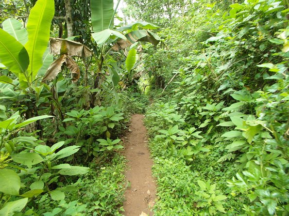 Materuni Waterfalls & Coffee Tour from Moshi - Who will enjoy this Materuni outing most