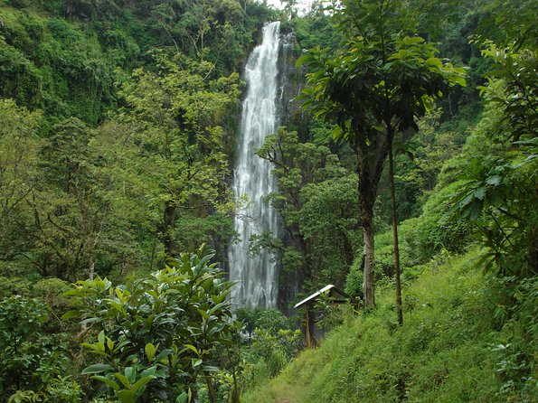 Materuni Waterfalls & Coffee Tour from Moshi - Learning coffee the Chagga way