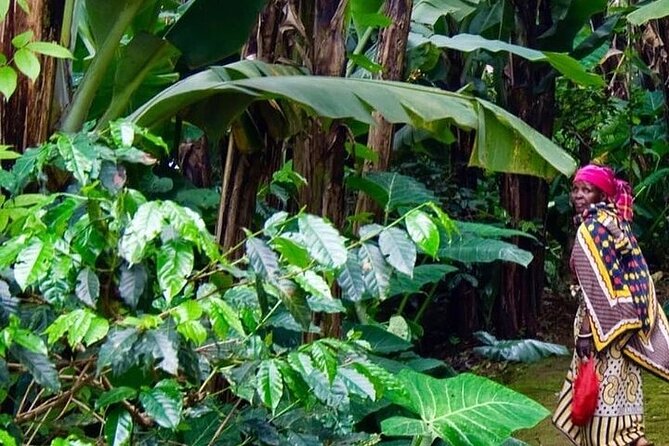 Materuni Waterfalls, Kikuletwa Chemka Hot springs, Coffee tour - Swimming at Kikuletwa Chemka Hot Springs