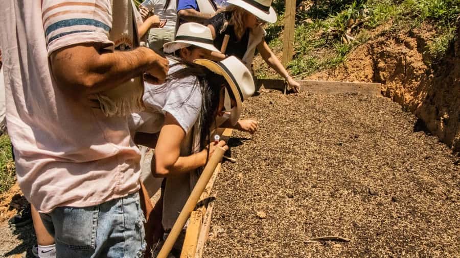 Medellin: Coffee and fruit tour - How the $67 price measures up