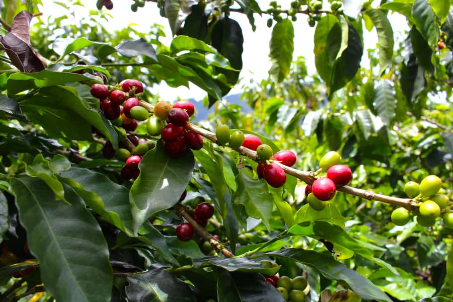 Medellín Coffee Farm Tour with Trolley and Cable Car Ride - From berry to cup