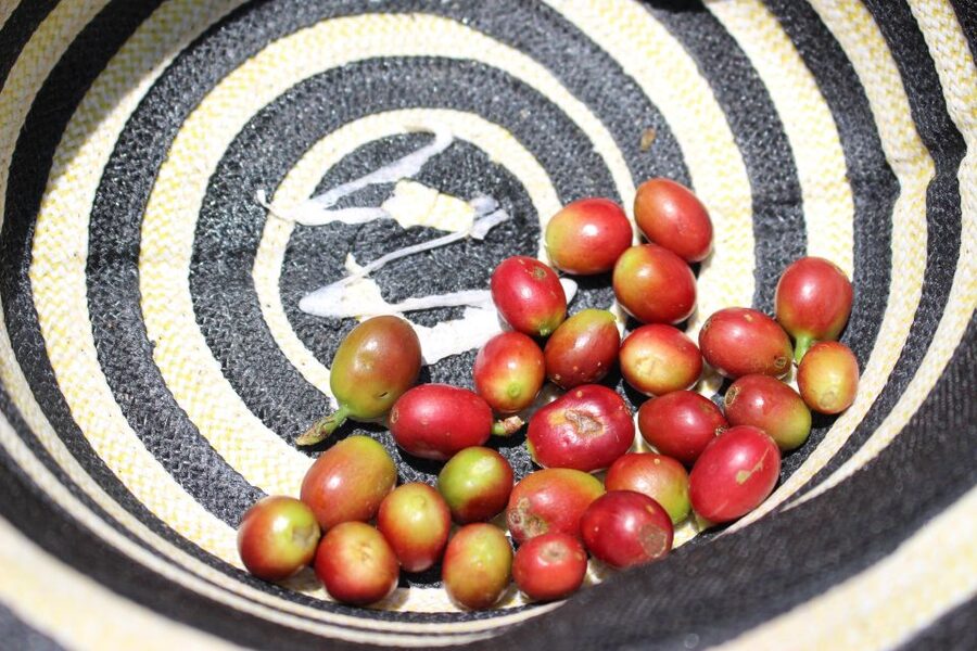 Medellin: Coffee Tour with Hotel Transfers and Meals - Who will enjoy this farm visit most