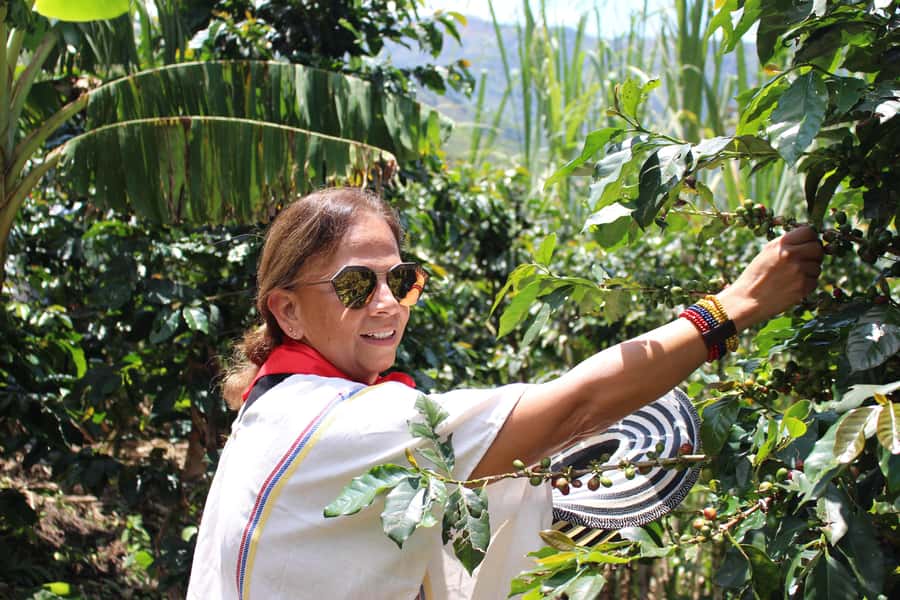 Medellin: Coffee Tour with Hotel Transfers and Meals - Learning coffee from seed to cup