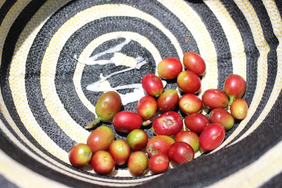 Medellin: Coffee Tour with Hotel Transfers and Meals - Plantain with quesito to finish