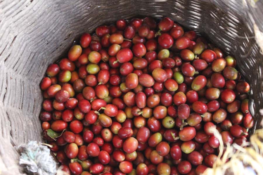 Medellin: Coffee Tour with Hotel Transfers and Meals - How the $70 price holds up