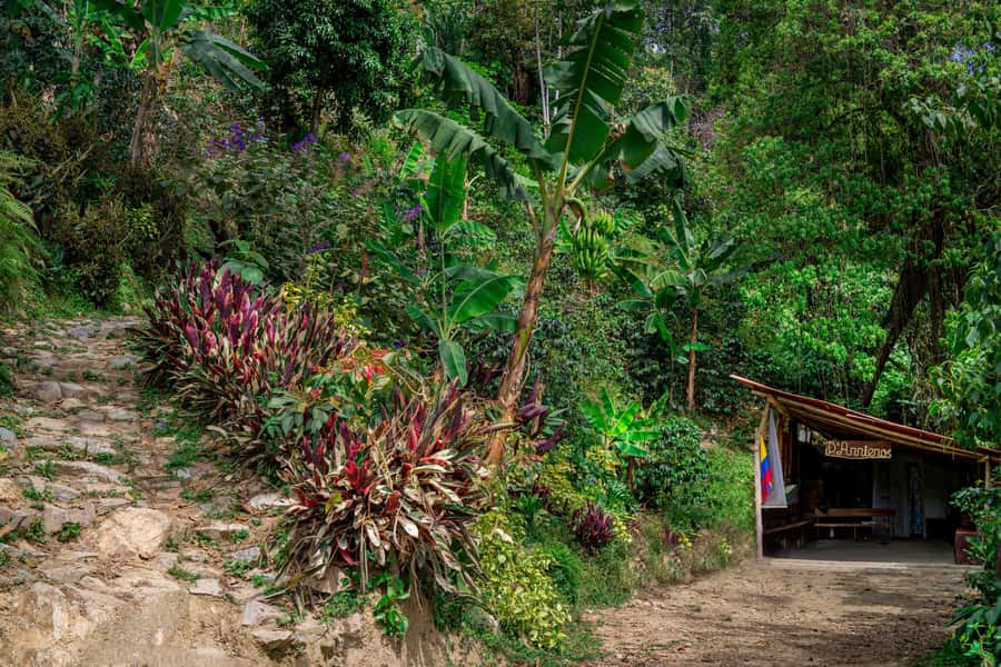 Medellin: Coffee Tour with Transport, Snacks and Tastings - Who will enjoy this coffee farm day?