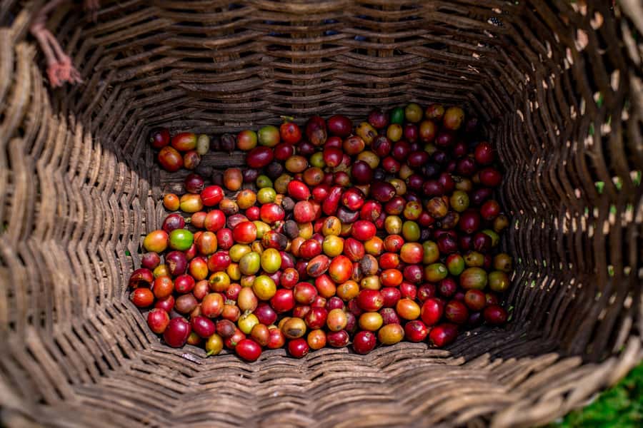 Medellin: Coffee Tour with Transport, Snacks and Tastings - From Medellín to San Sebastián de Palmitas
