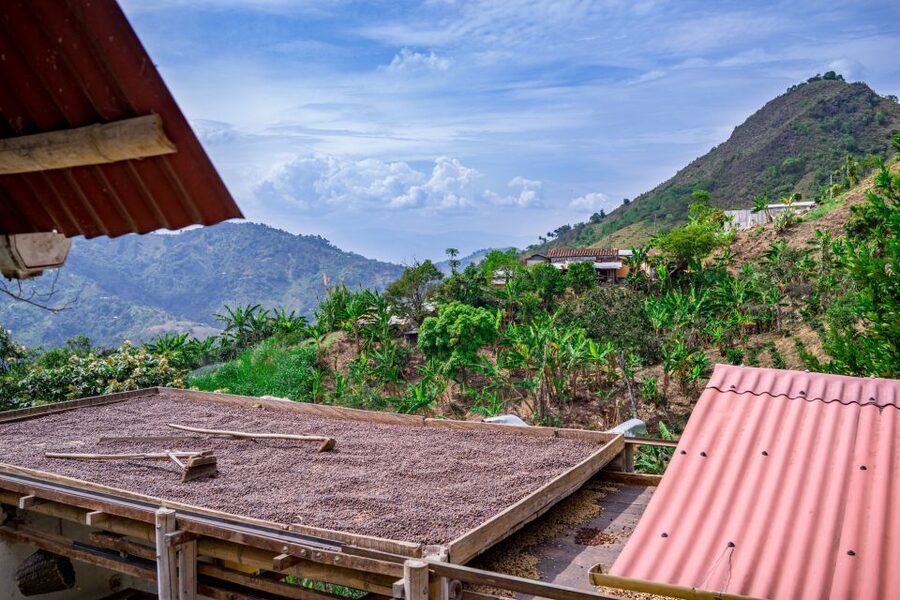 Medellin: Coffee Tour with Transport, Snacks and Tastings - Learning to taste and brew coffee