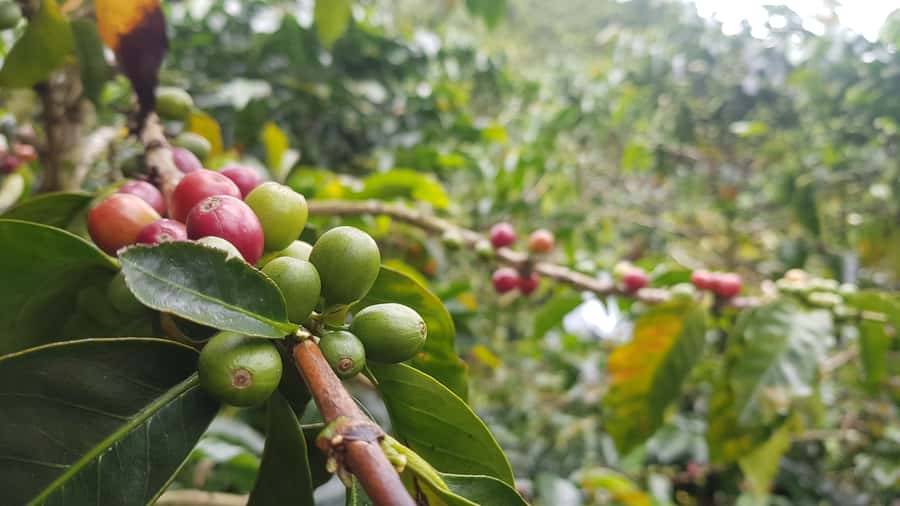 Medellin: Guatape, El Peñol Coffee Farm Private Tour & Fruit - Marinilla fruit tasting: an easy start with local flavor