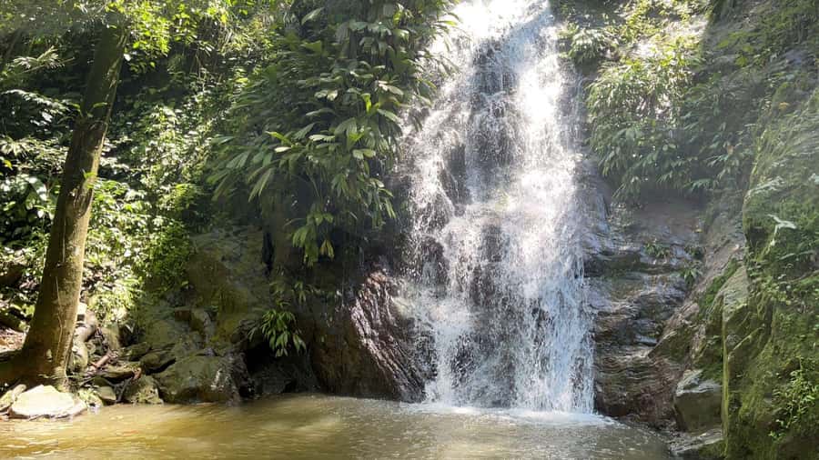 Minca: Hidden Waterfall + Coffee and Cocoa Workshop - The first 50-minute walk and the coffee story