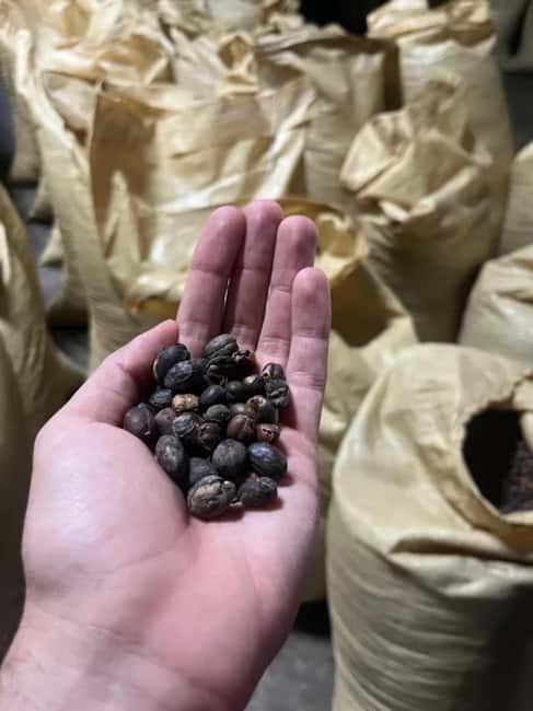 Monte Alto Factory Coffee Tour: Jarabacoa Experience - Key points about the Monte Alto coffee visit