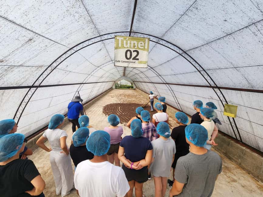 Monte Alto Factory Coffee Tour: Jarabacoa Experience - Walking through the plantation
