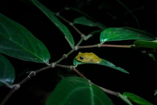 Monteverde Coffee, Chocolate and Night Tour - Chocolate made in front of you