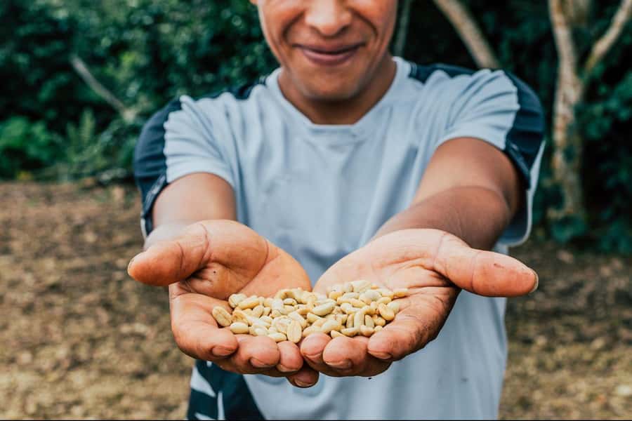 Most complete COFFEE TOUR at local family farm - Key points at a glance
