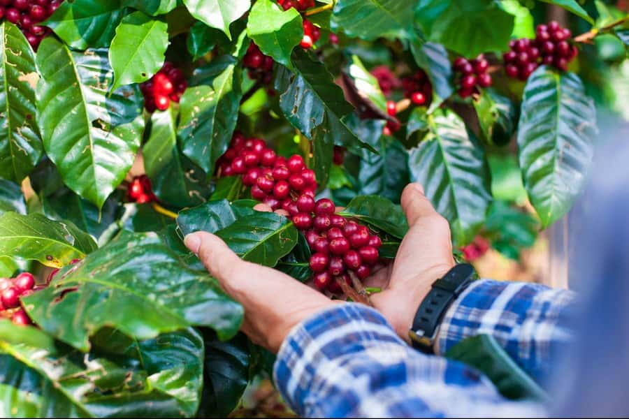 Most complete COFFEE TOUR at local family farm - From harvest to processing