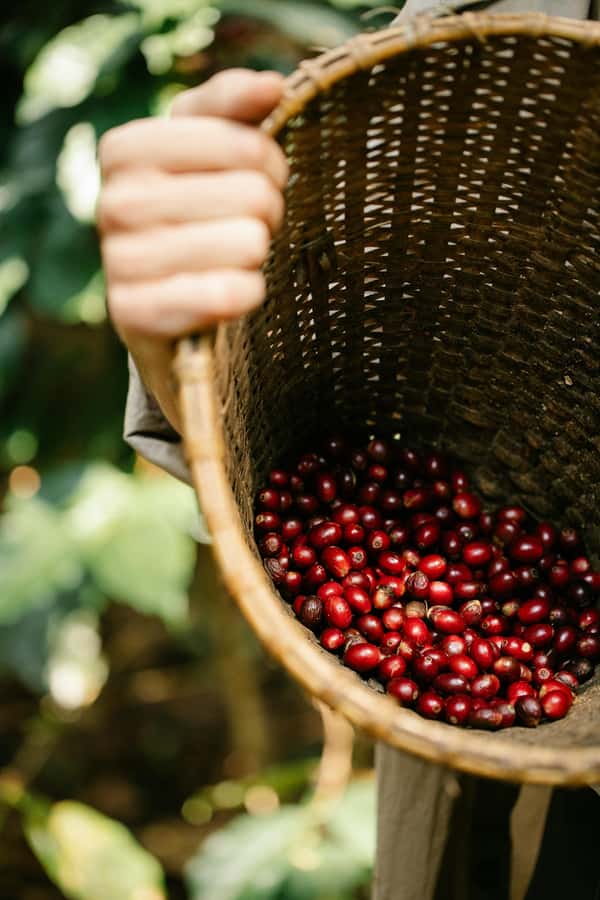Most complete COFFEE TOUR at local family farm - Understanding roasting before the first sip